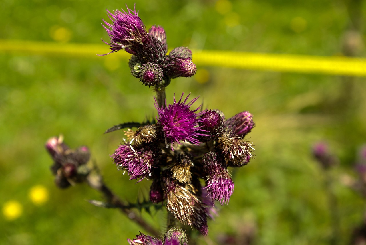 thistle nature flower free photo