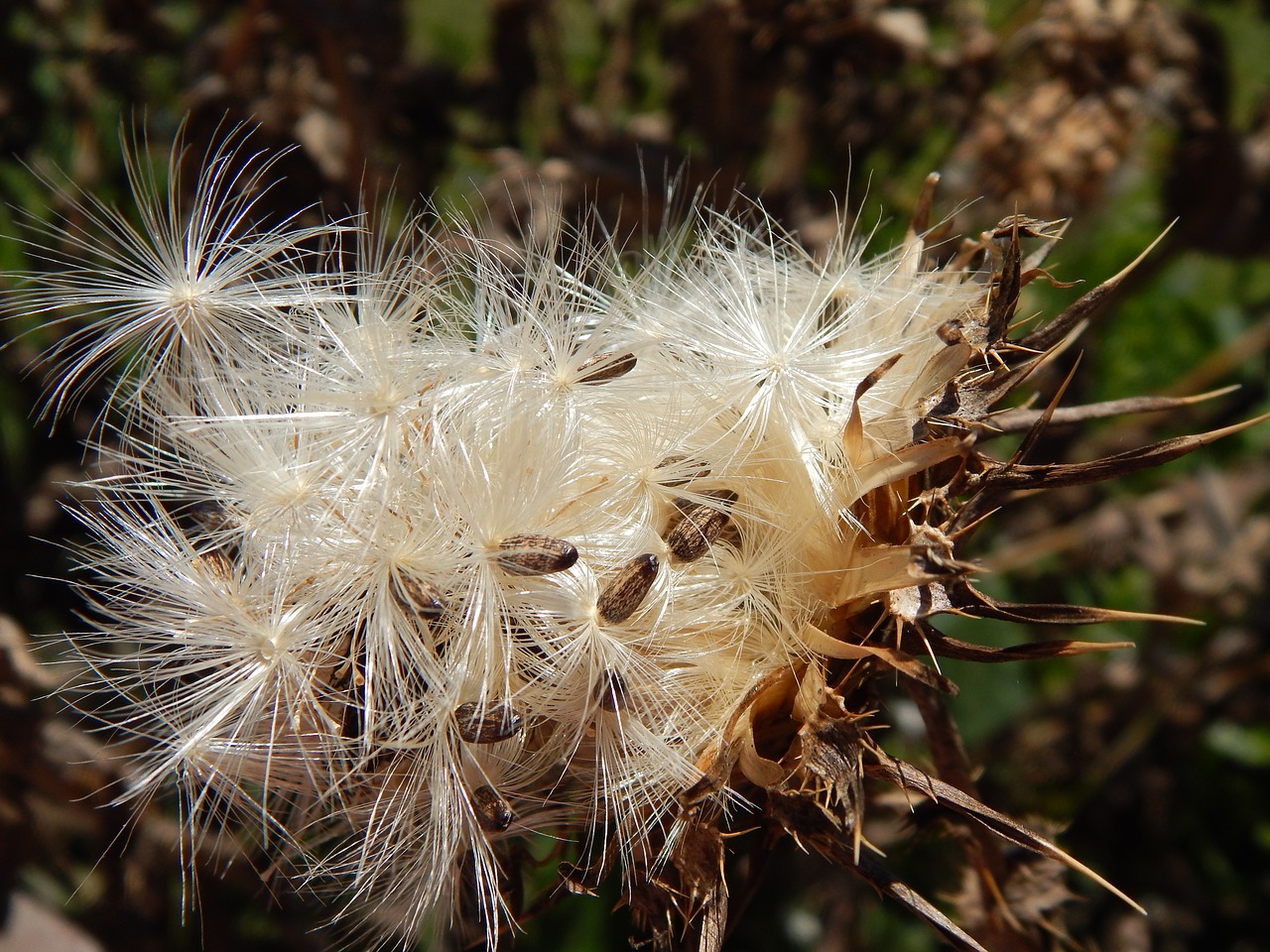 thistle seeds vilanos free photo