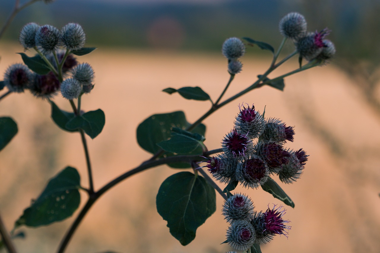 thistle plant nature free photo