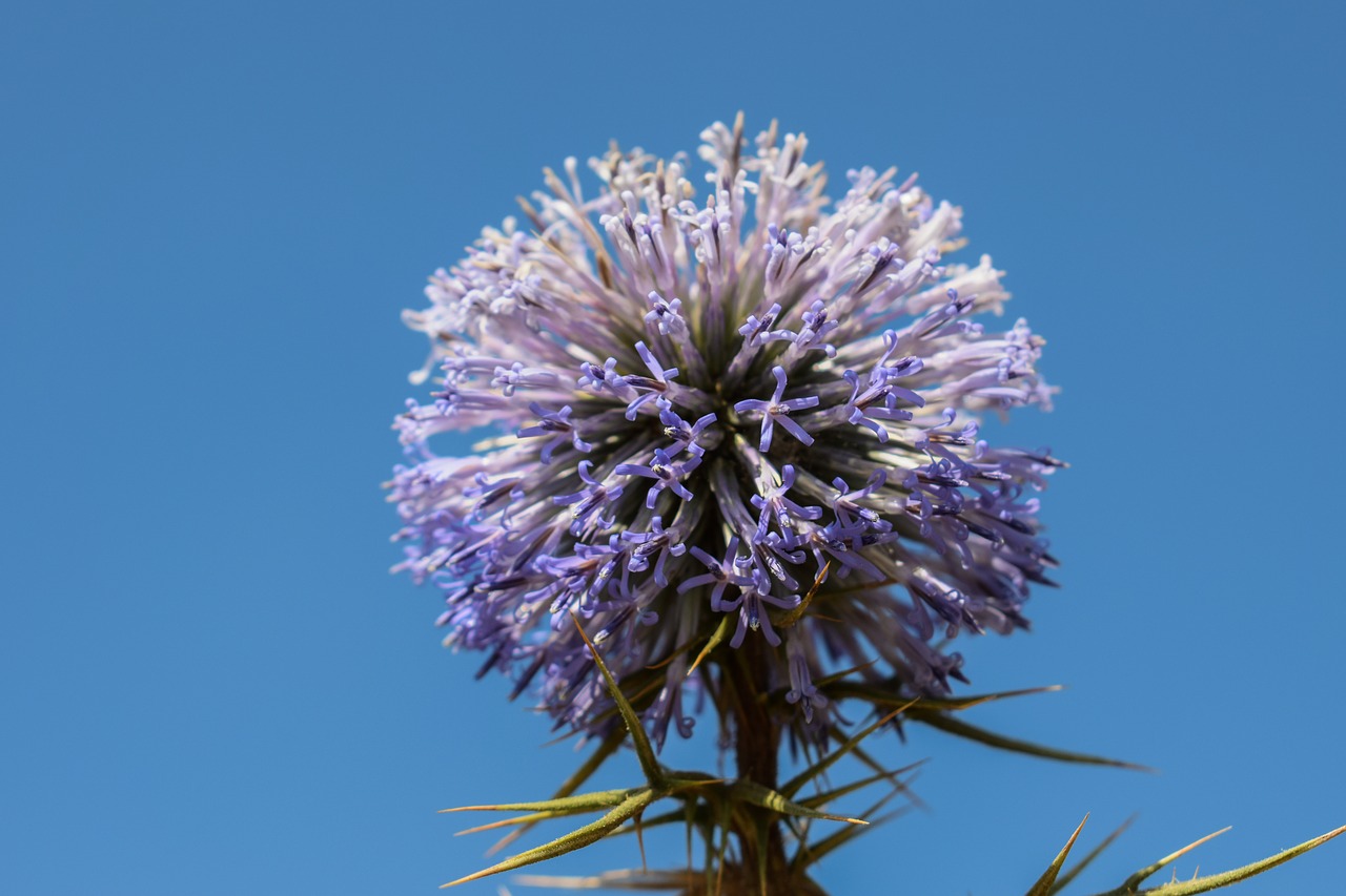 thistle inflorescence flower free photo