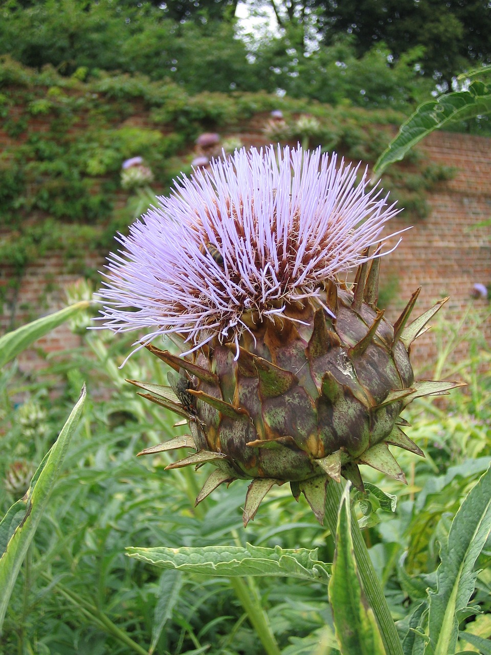 thistle pointed flower flower free photo