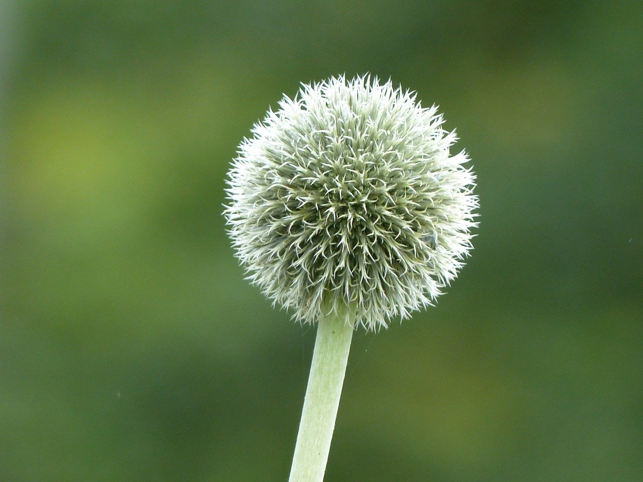 thistle flower nature free photo