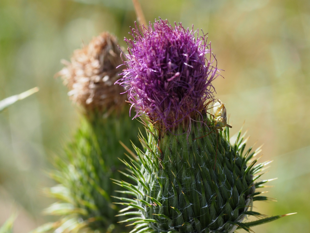 thistle leaf nature free photo