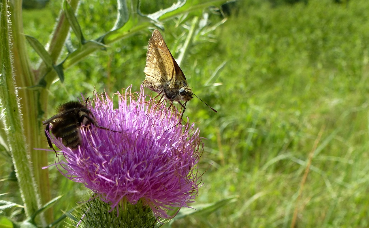 thistle butterfly insect free photo