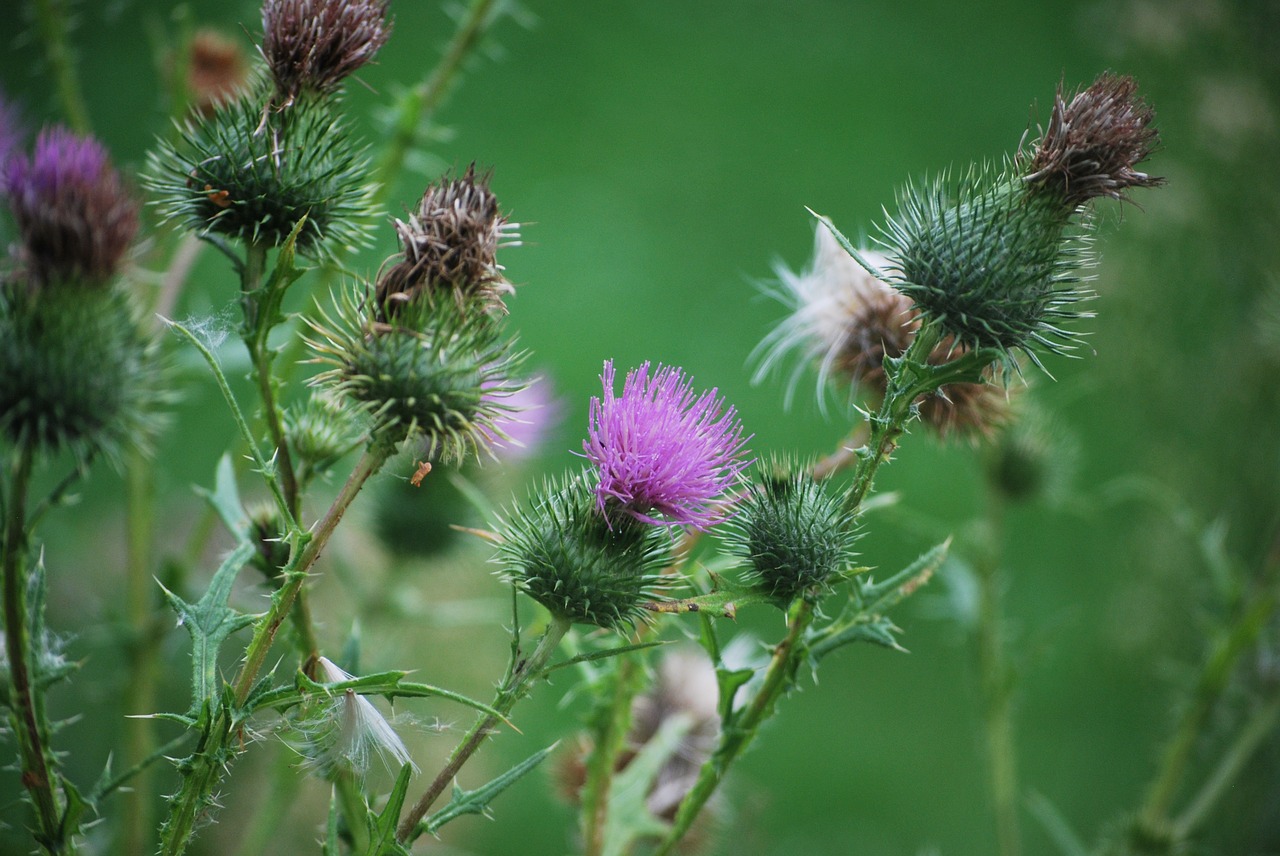 thistle flower prickly free photo