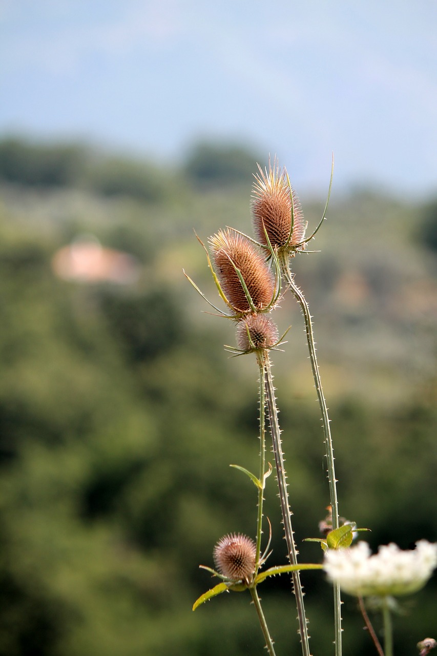 thistle flower nature free photo