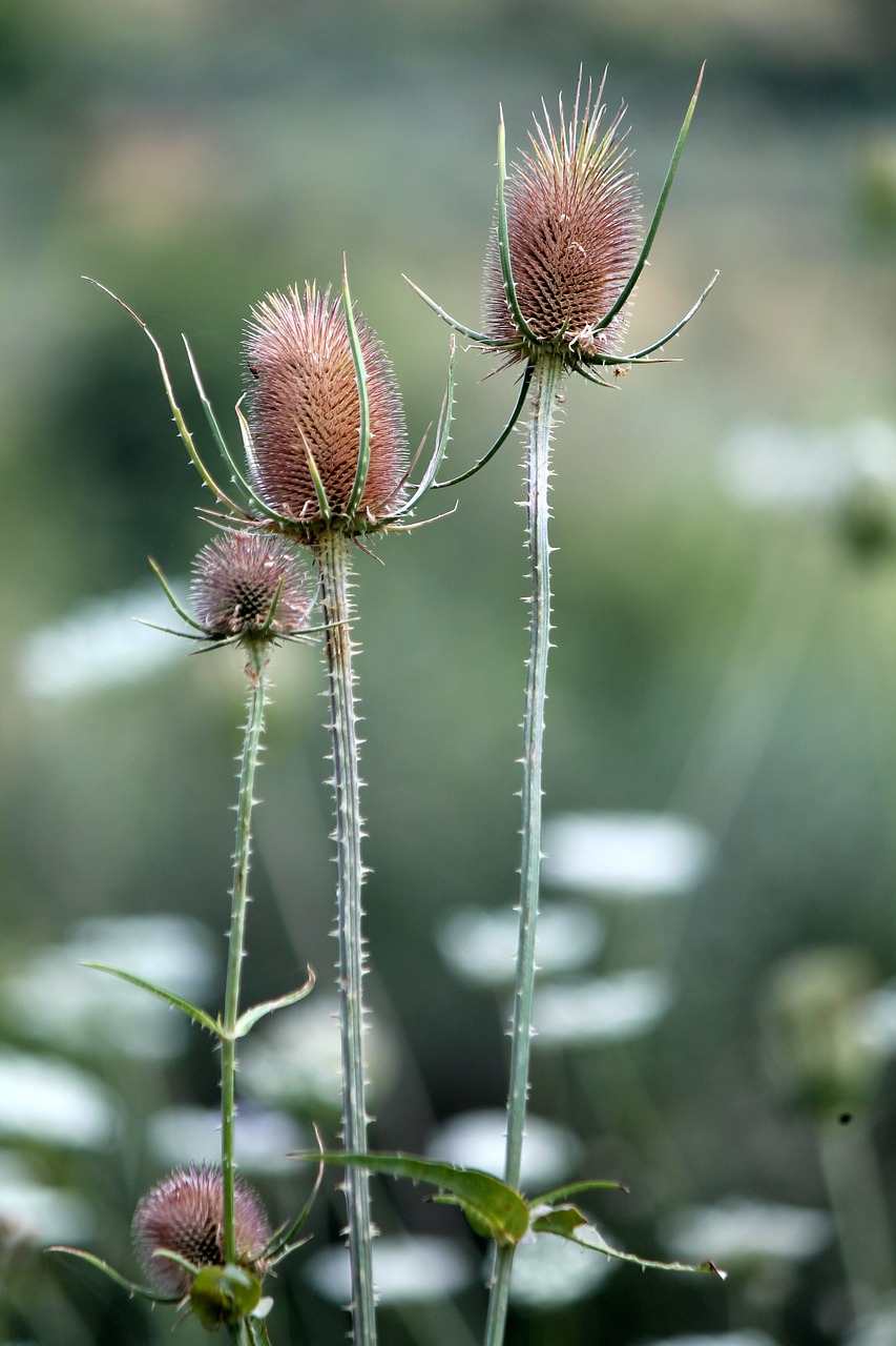 thistle flowers nature free photo