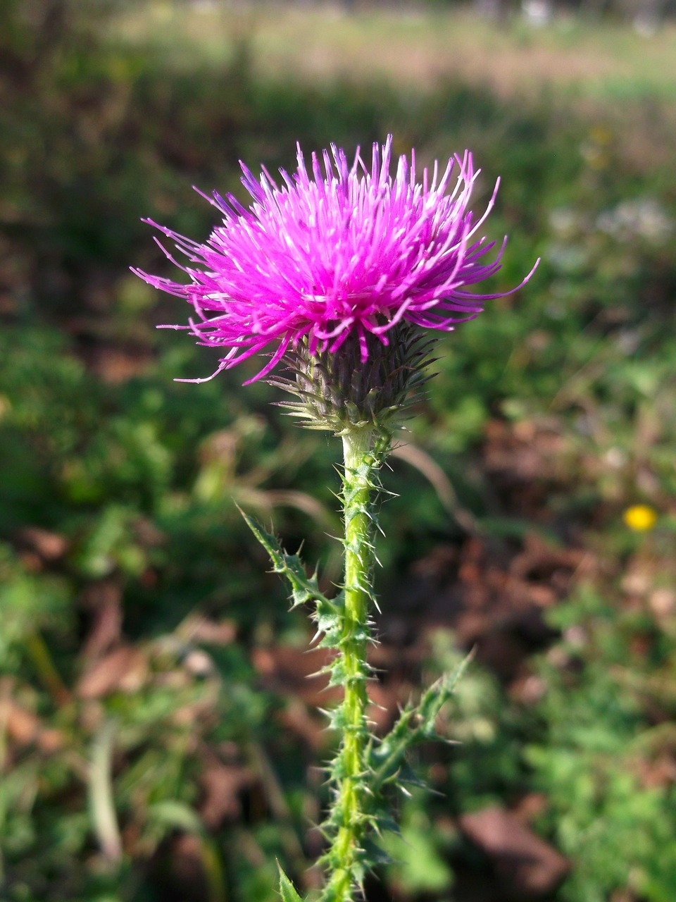 thistle wild plant free photo