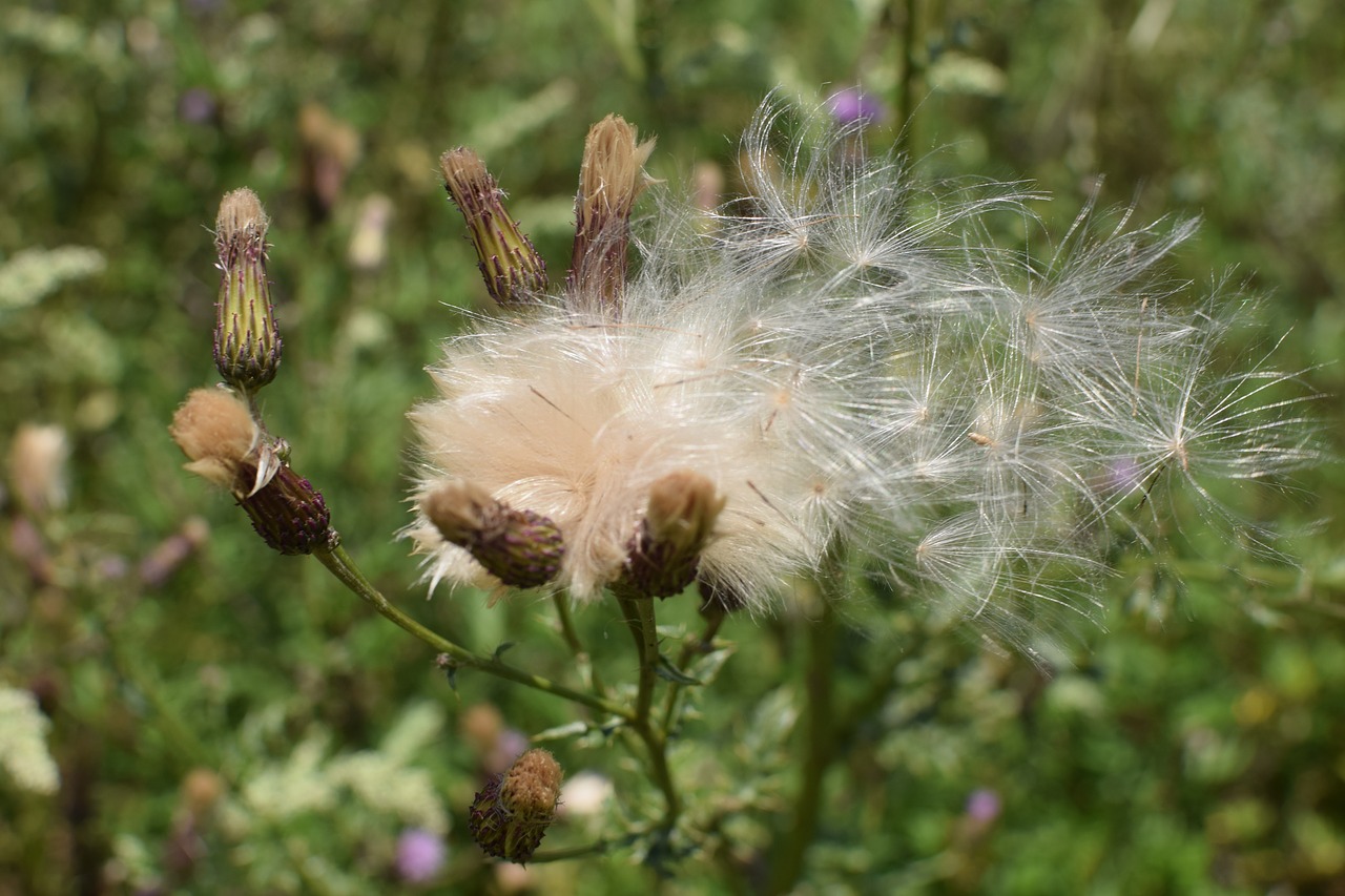thistle seeds nature free photo