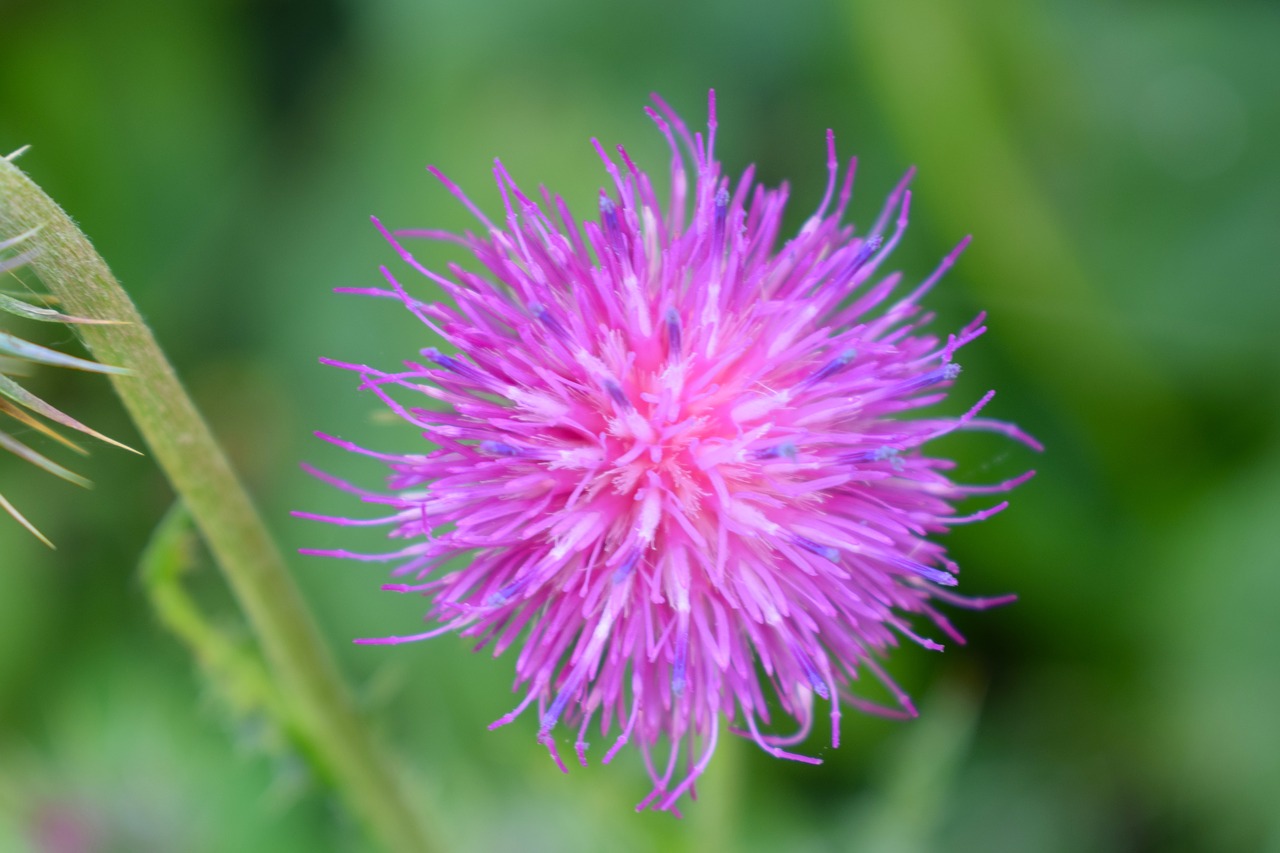 thistle blossom purple free photo