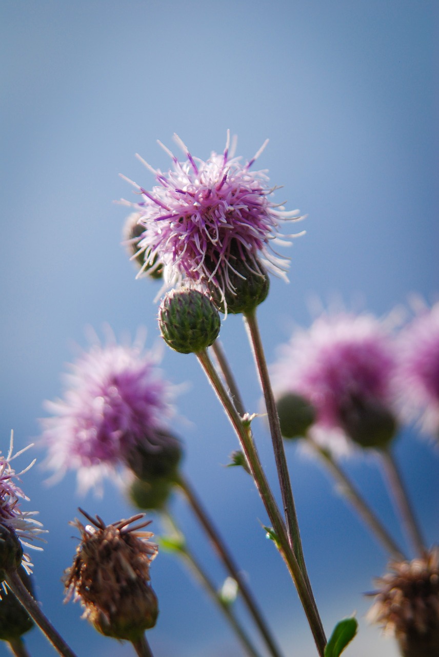 thistle thistles plant free photo