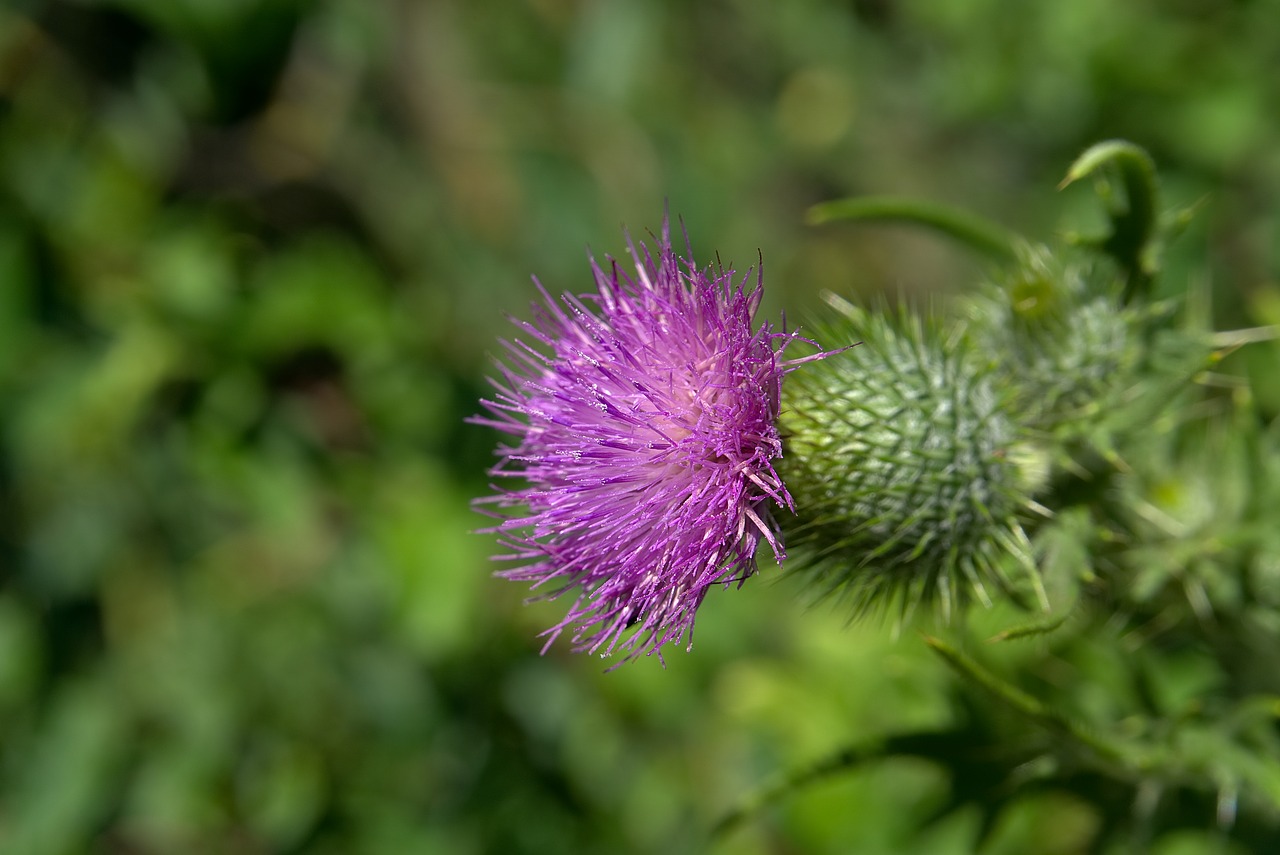 thistle blossom bloom free photo