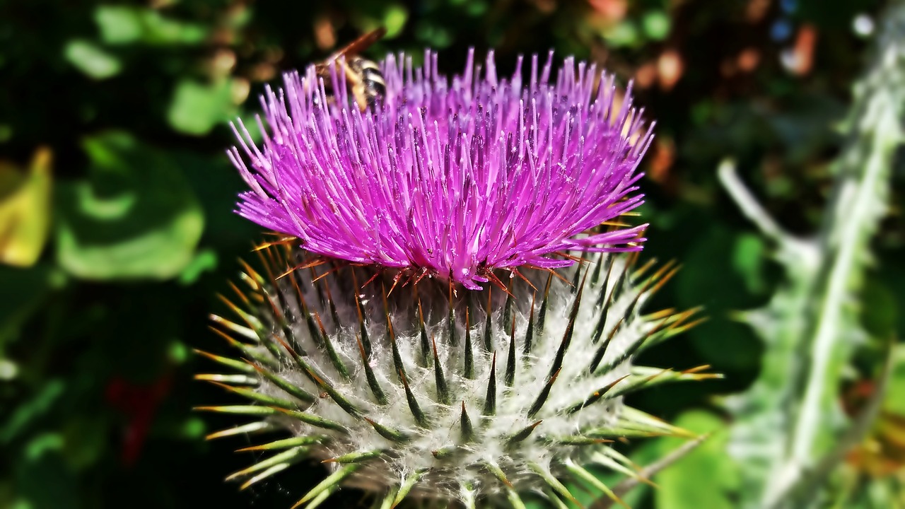 thistle flower spikes free photo