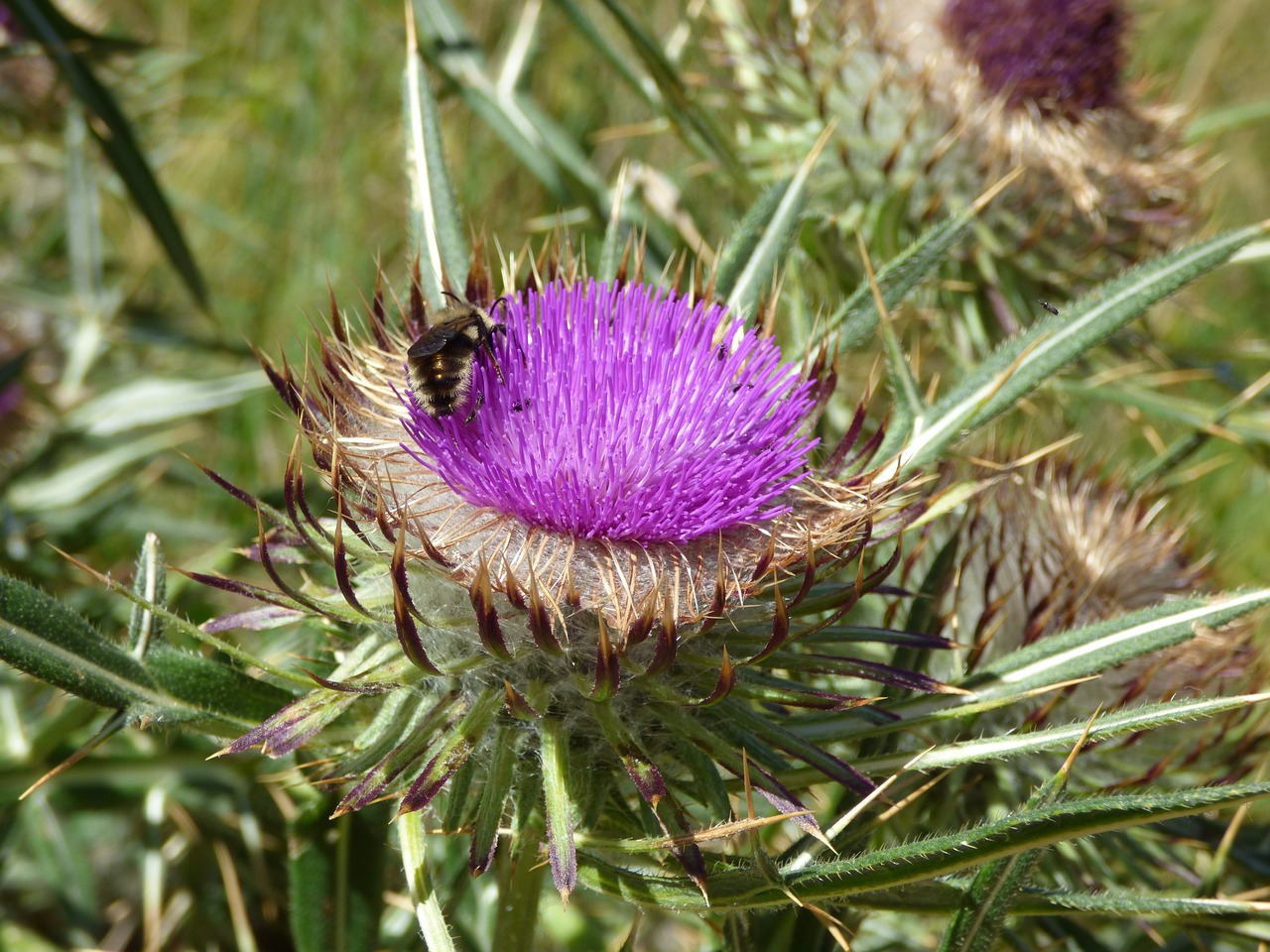 thistle color bee free photo