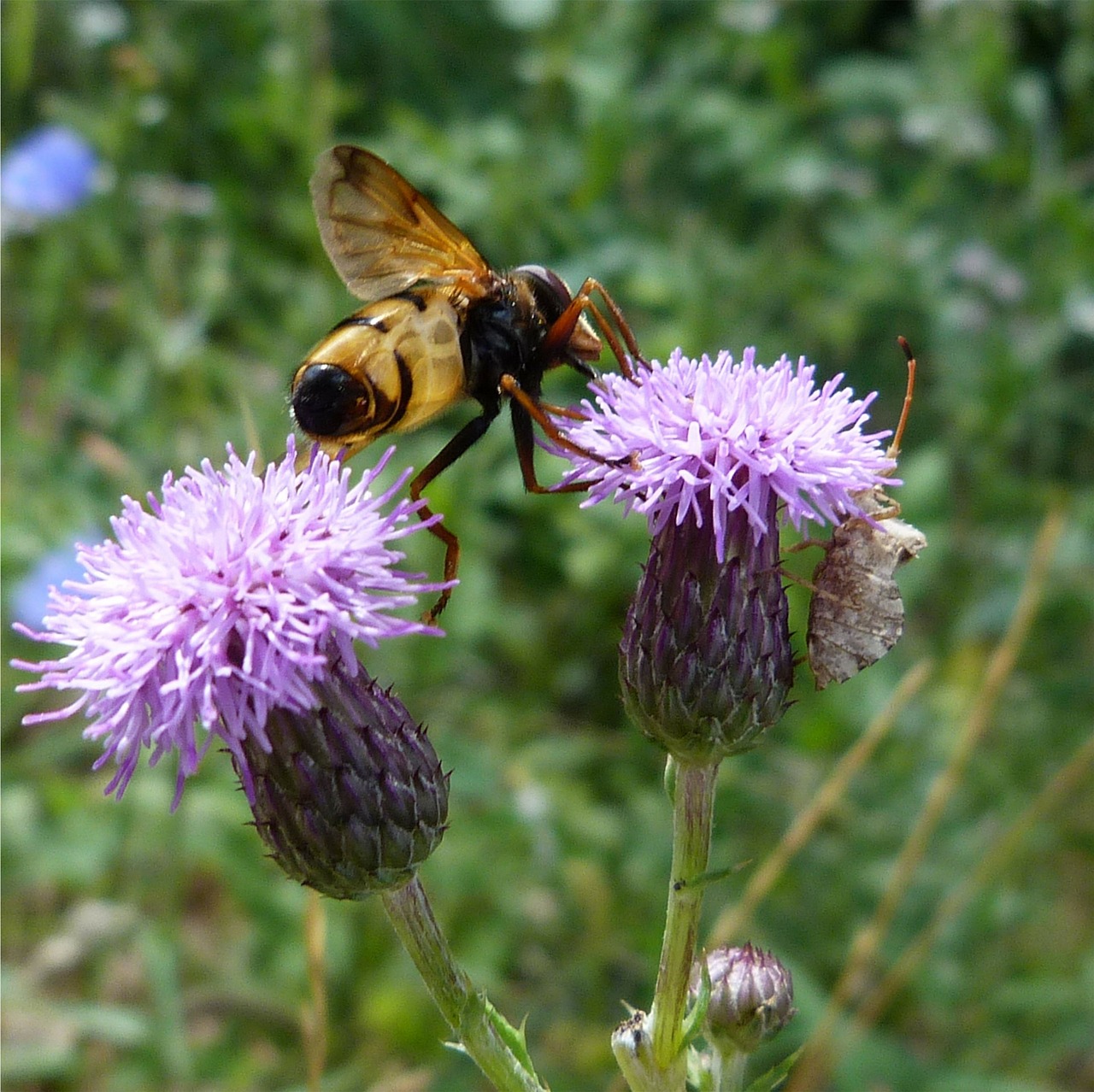 thistle bee insect free photo