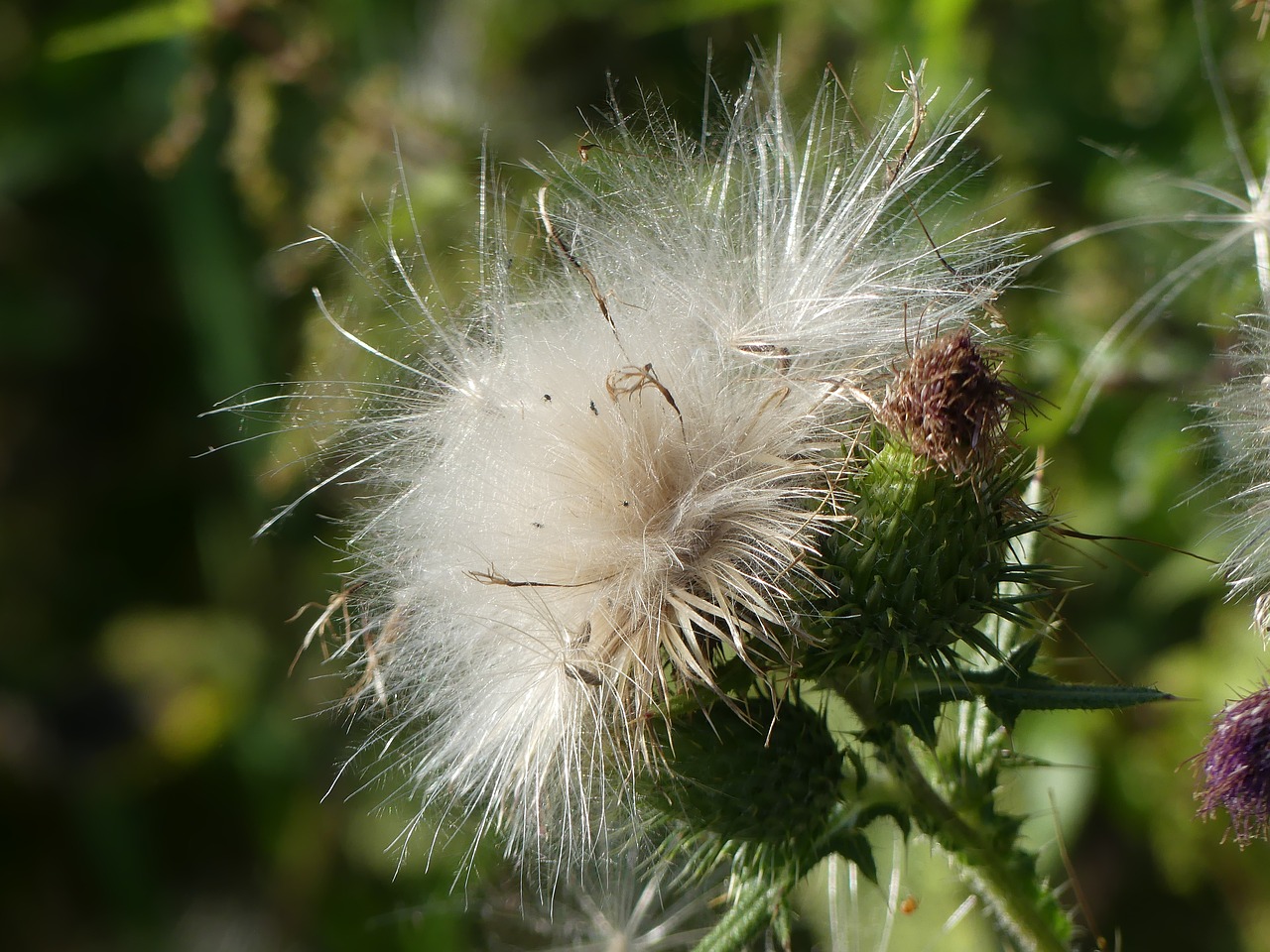 thistle blossomed out fluffy free photo