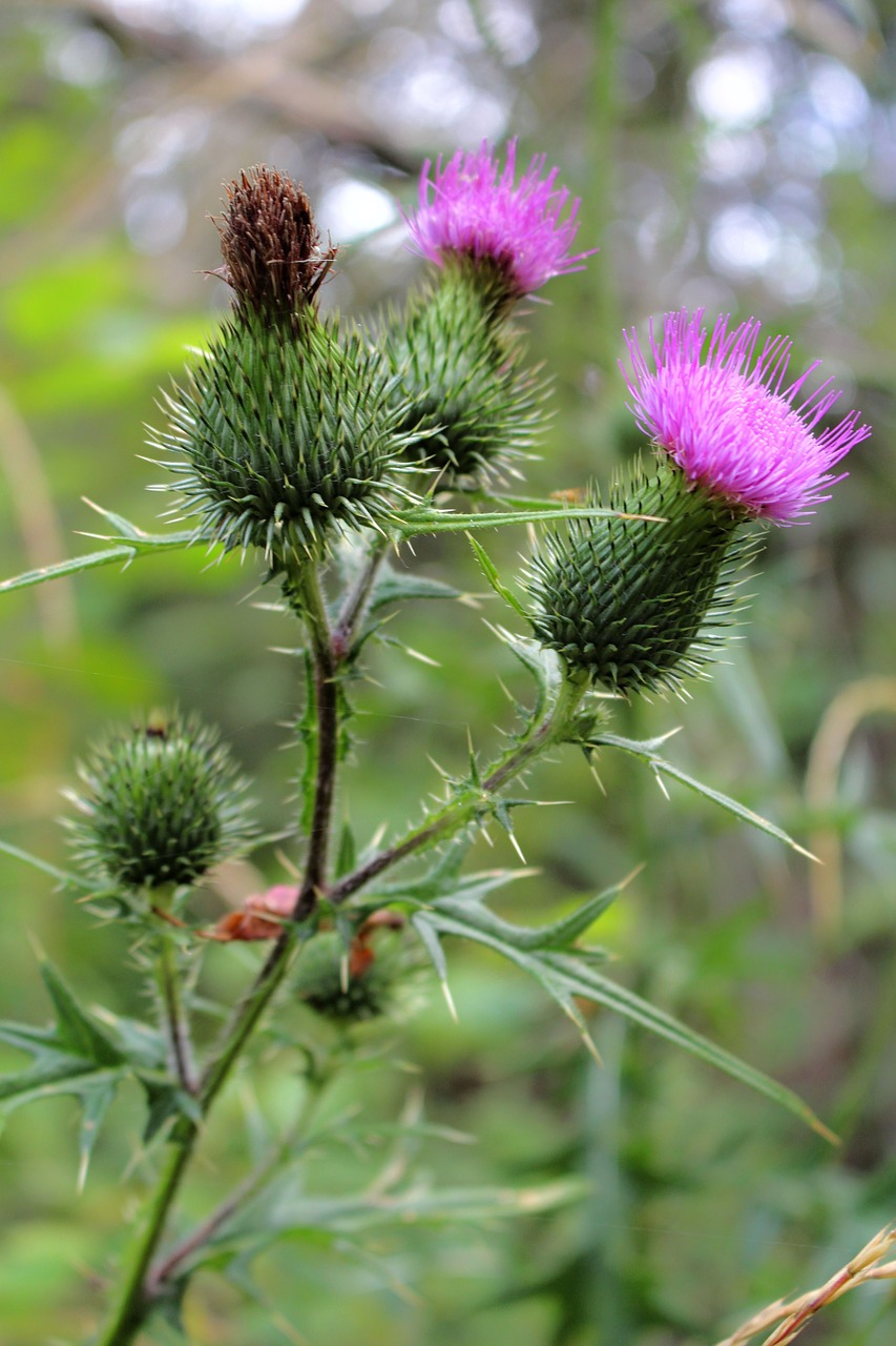 thistle thistles summer free photo