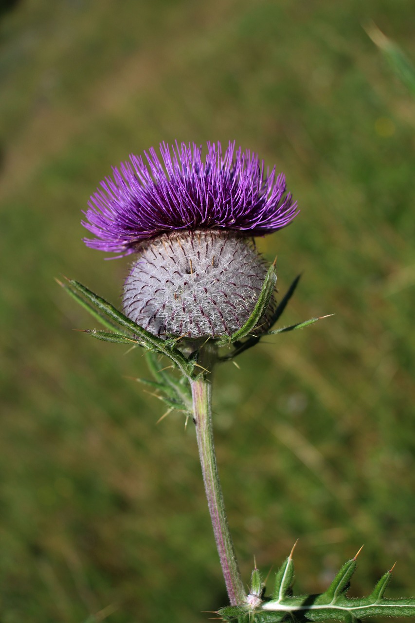 thistle thistles summer free photo