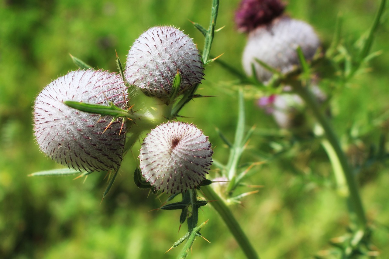 thistle thistles summer free photo