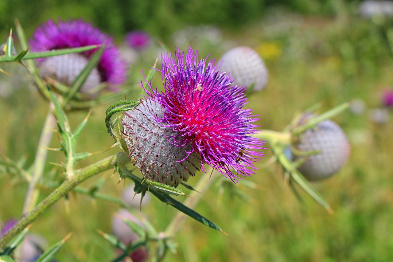 thistle thistles summer free photo