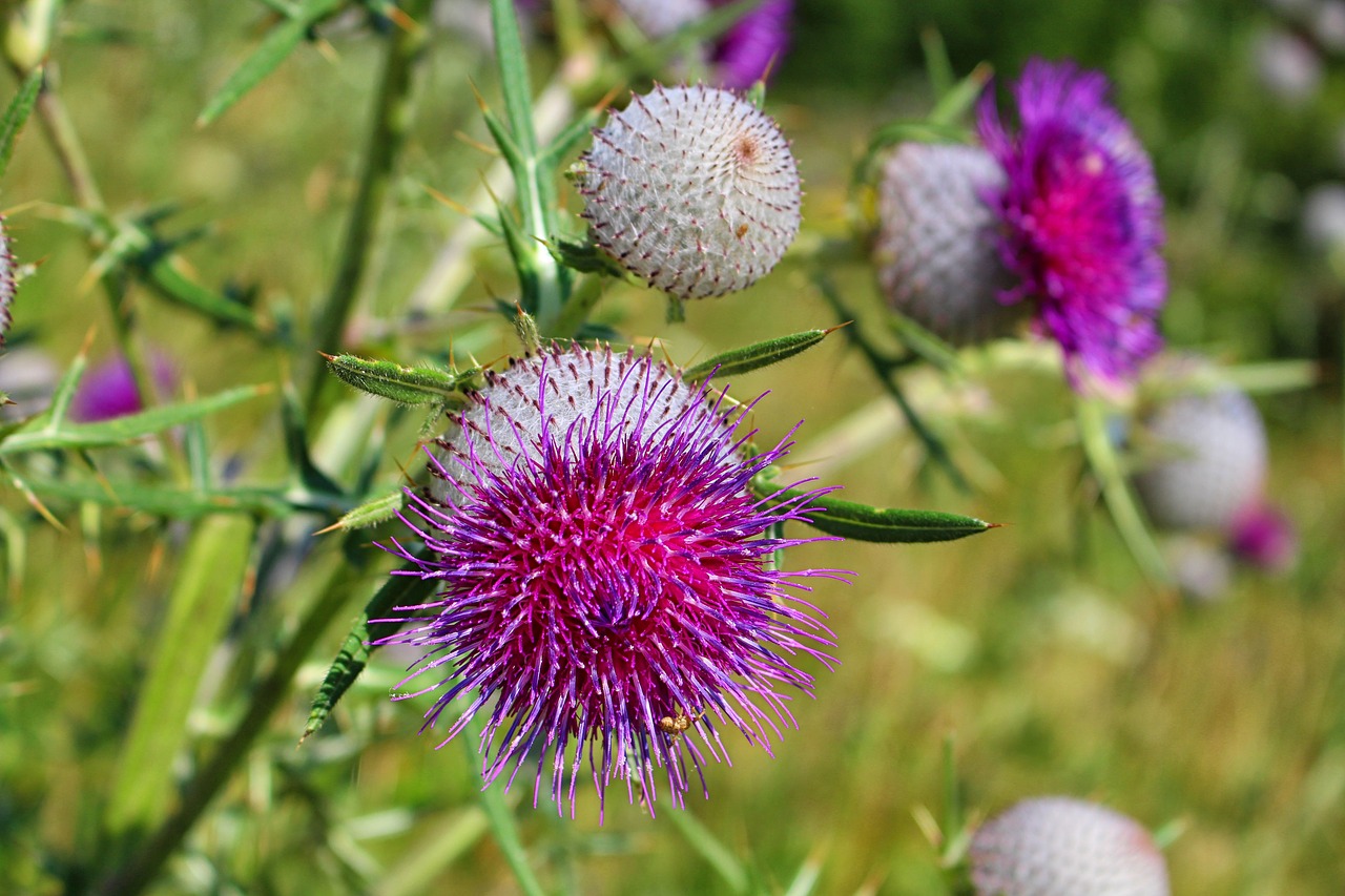 thistle thistles summer free photo