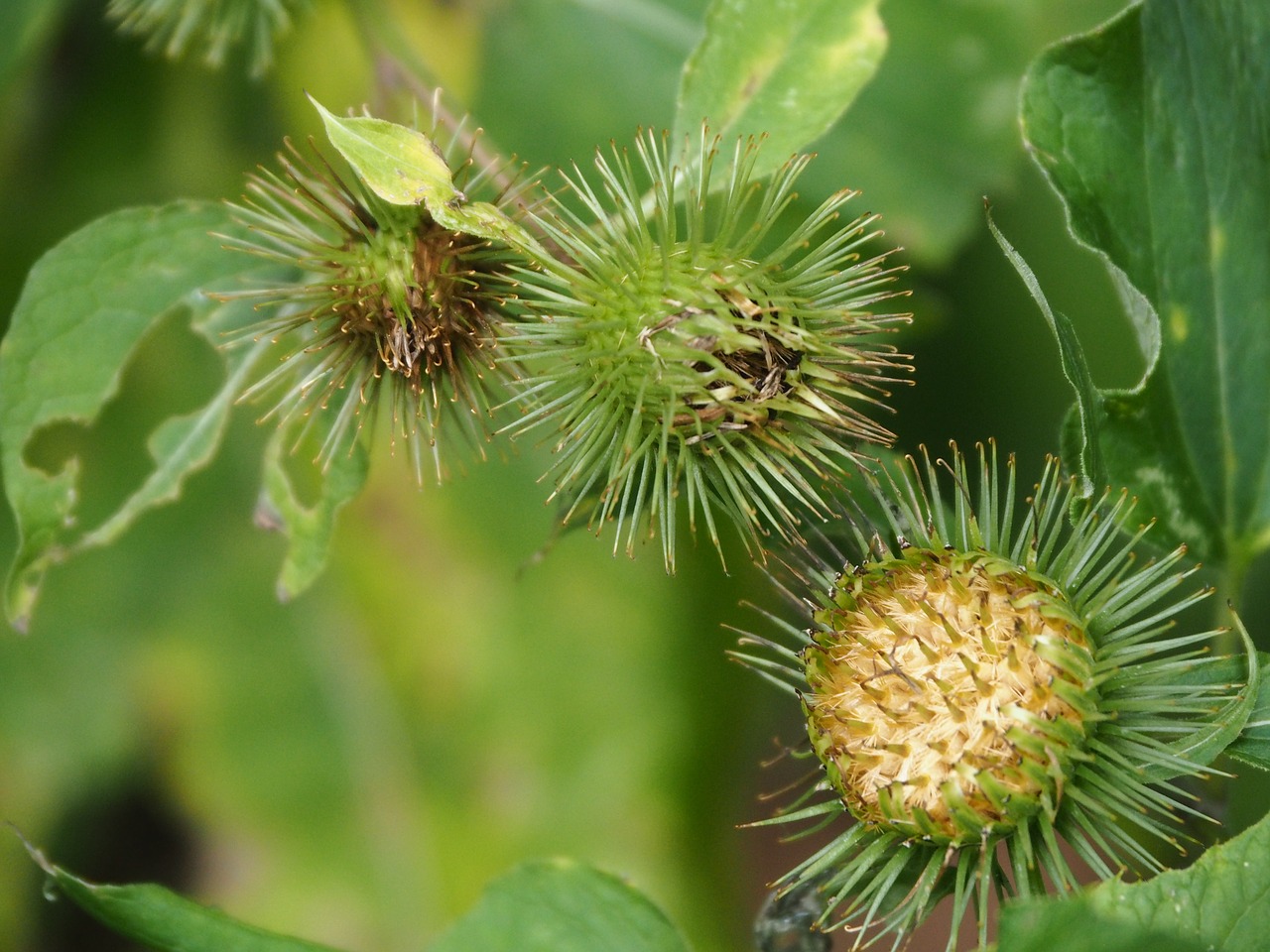 thistle burdock prickly free photo