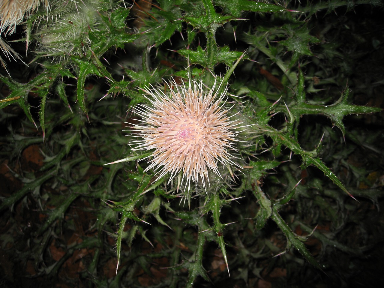 thistle flower blossom free photo