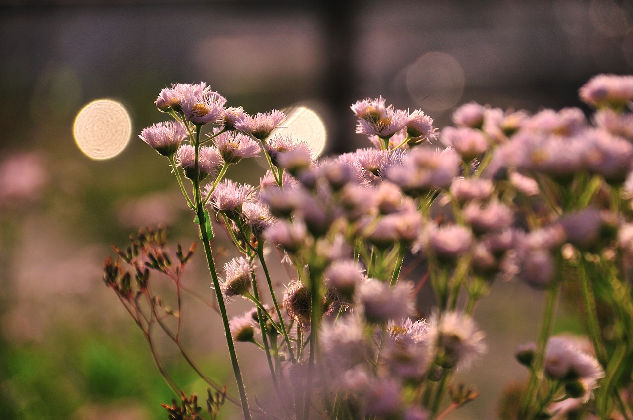 thistle landscape flowers free photo