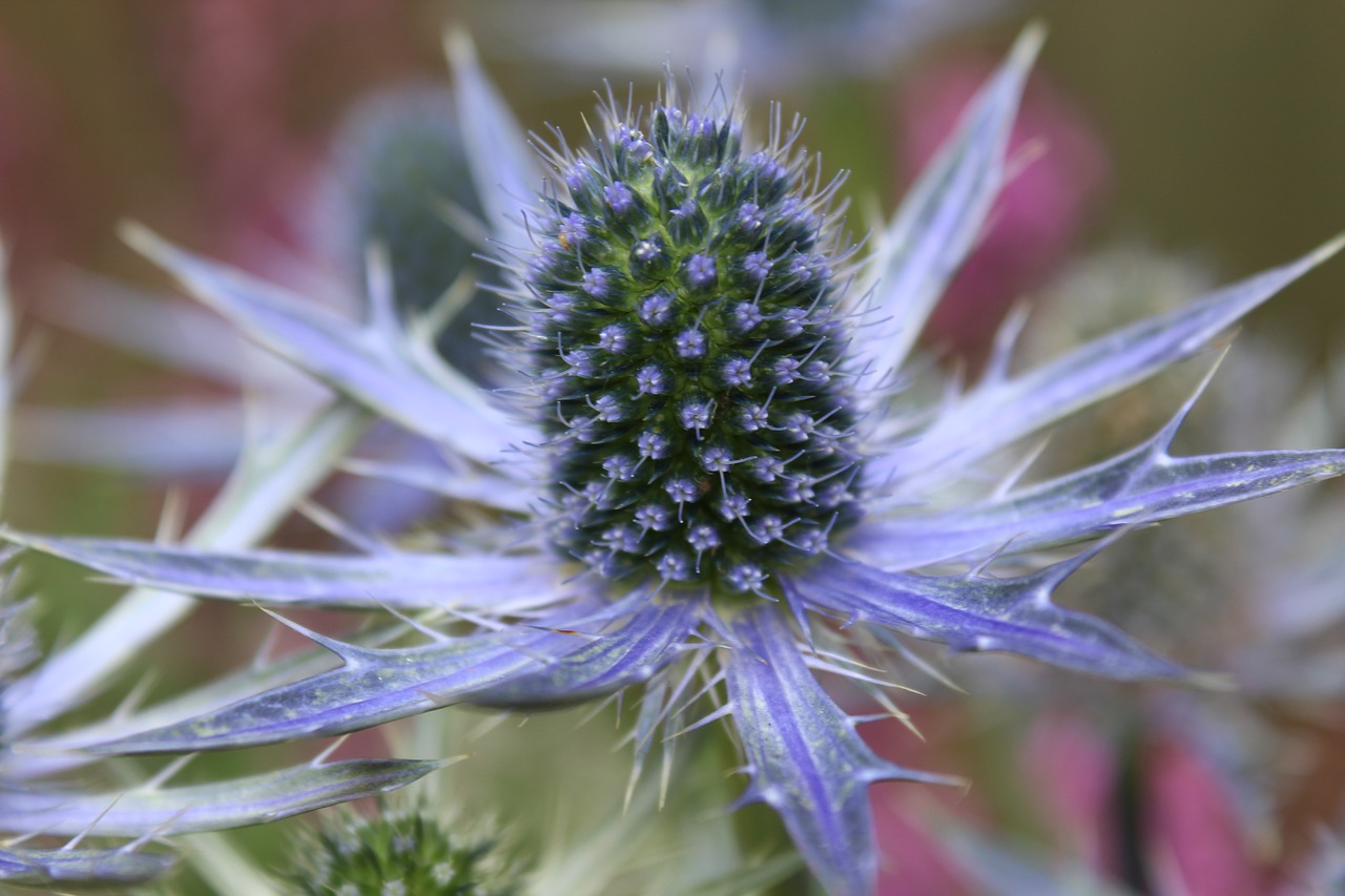 thistle flowers steel blue free photo