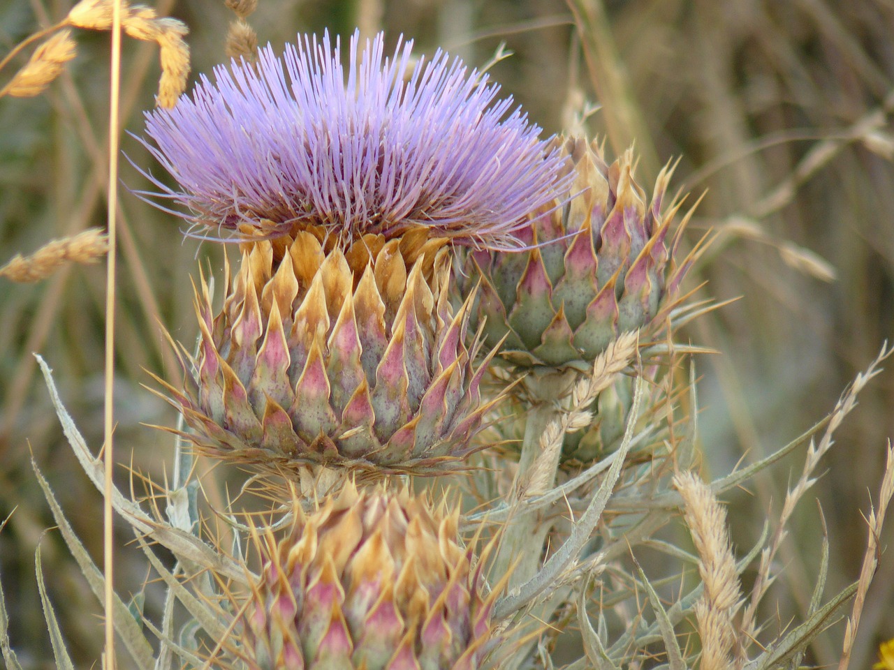 thistle field grass free photo