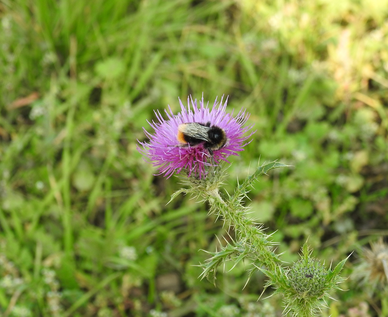 thistle thistle flower hummel free photo