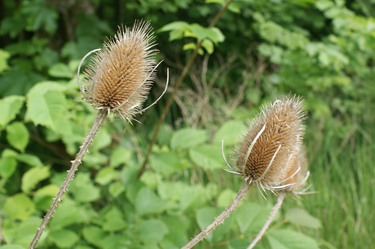 thistle nature plant free photo