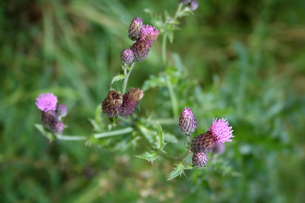 thistle composites creeping thistle free photo