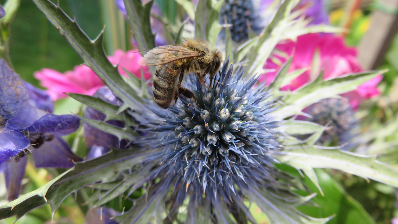 thistle bee flower free photo