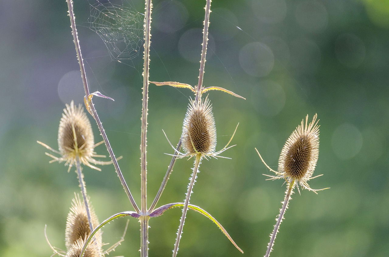 thistle macro flower free photo