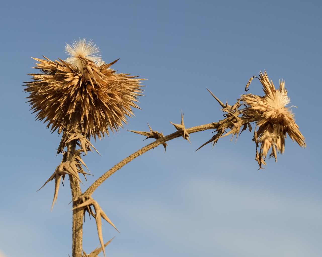 thistle plant flower free photo