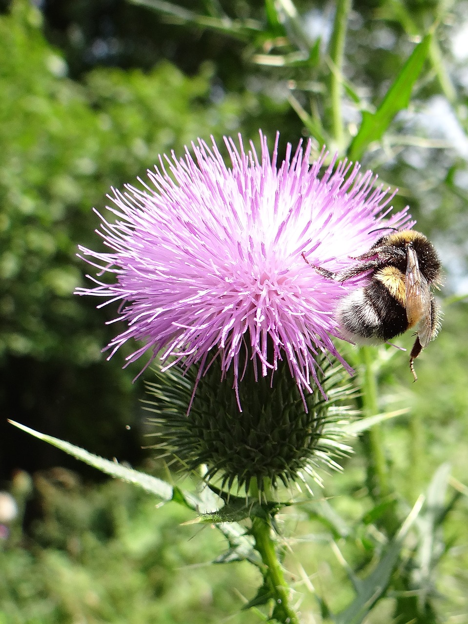 thistle insect flower free photo