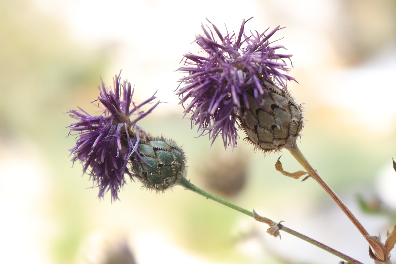 thistle wild flowers nature free photo