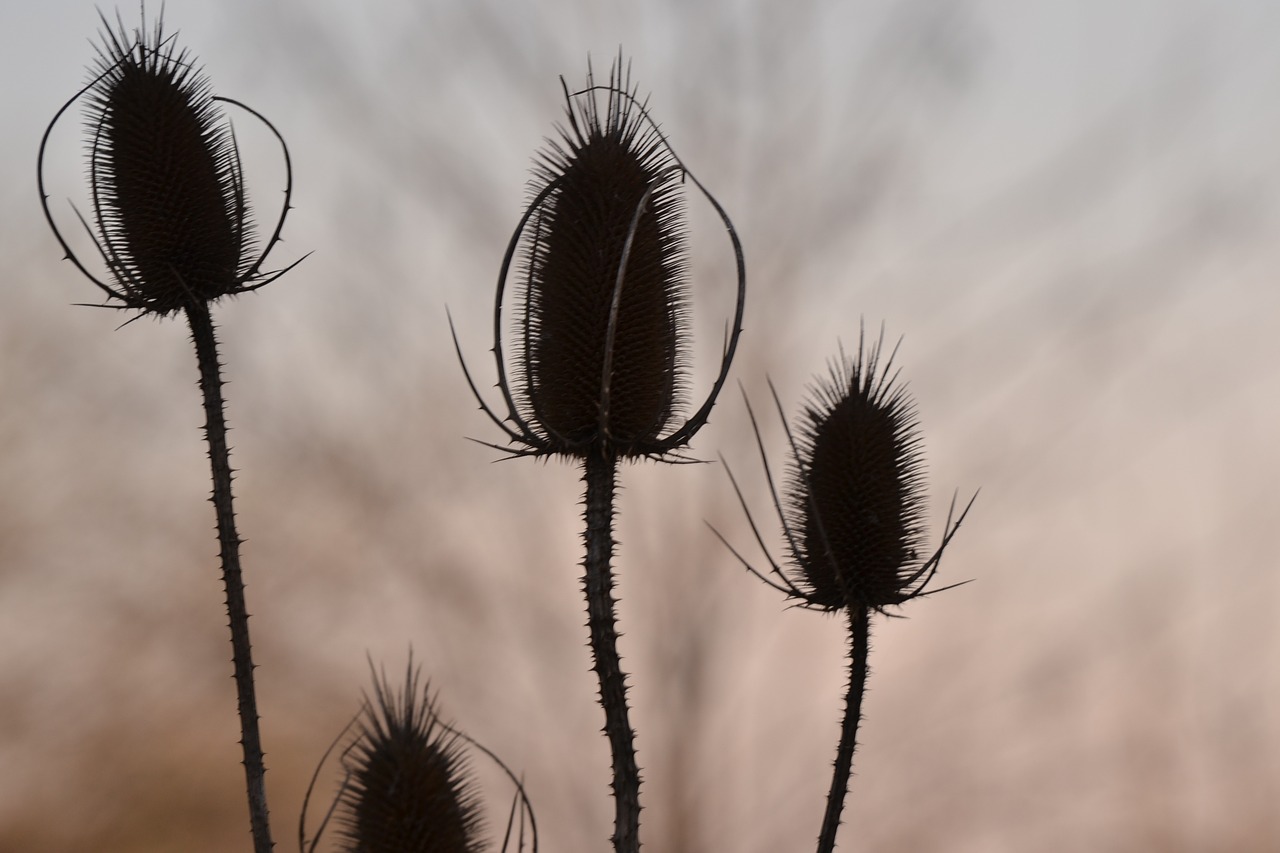 thistle plant natural free photo