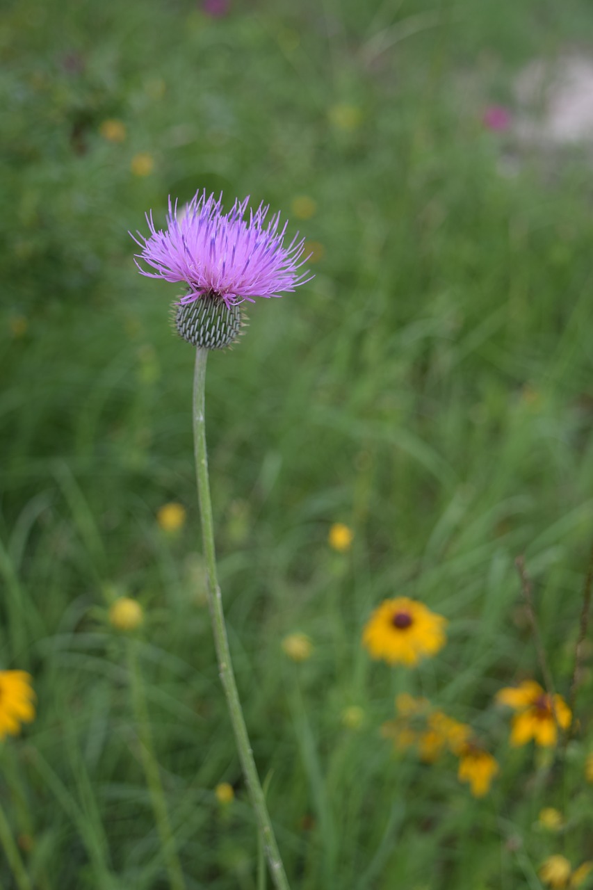 thistle flower wild flower free photo