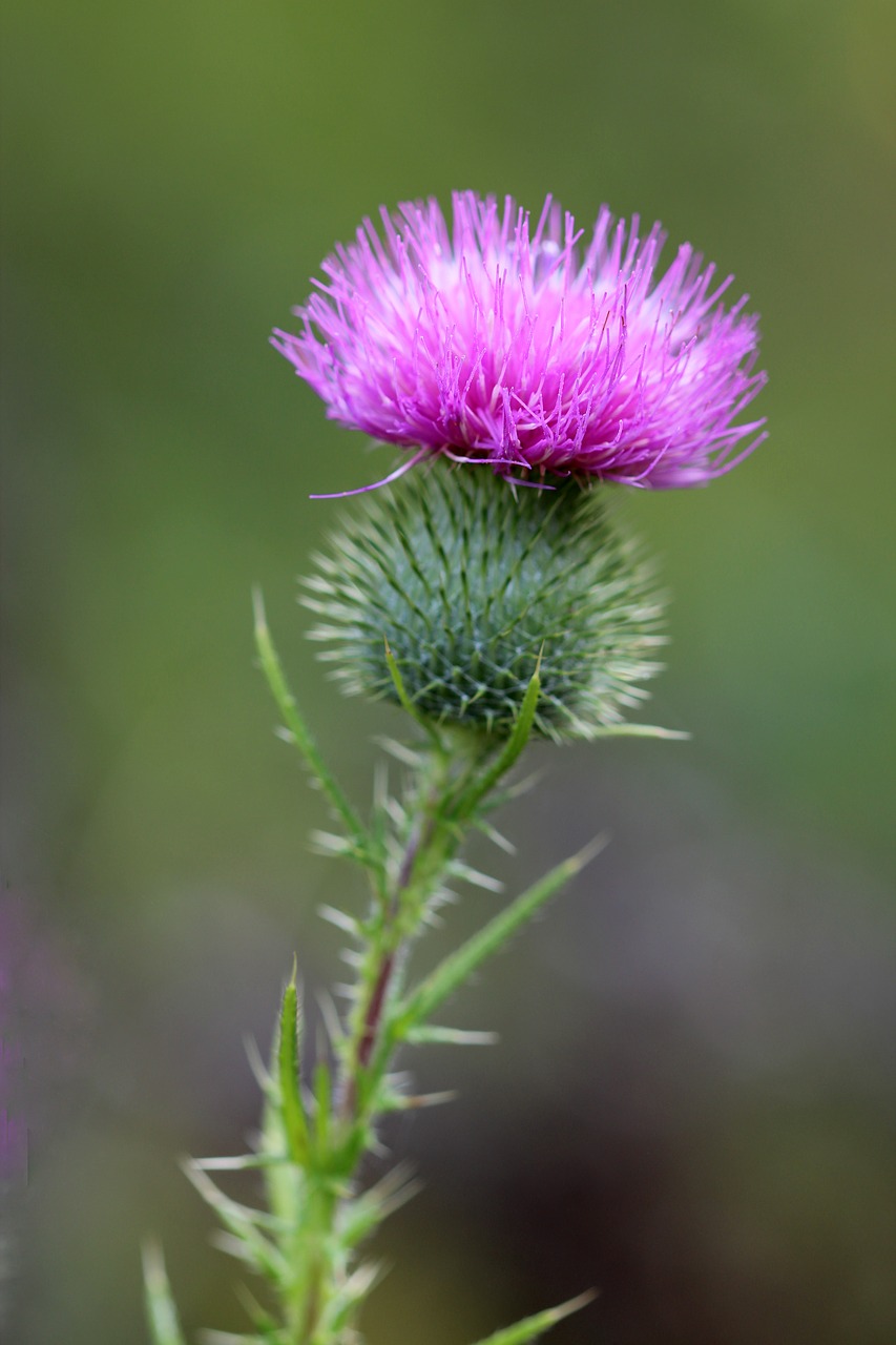 thistle weed plant free photo