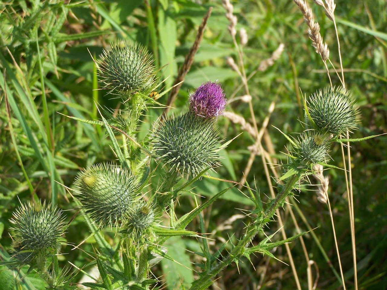 thistle flower purple free photo