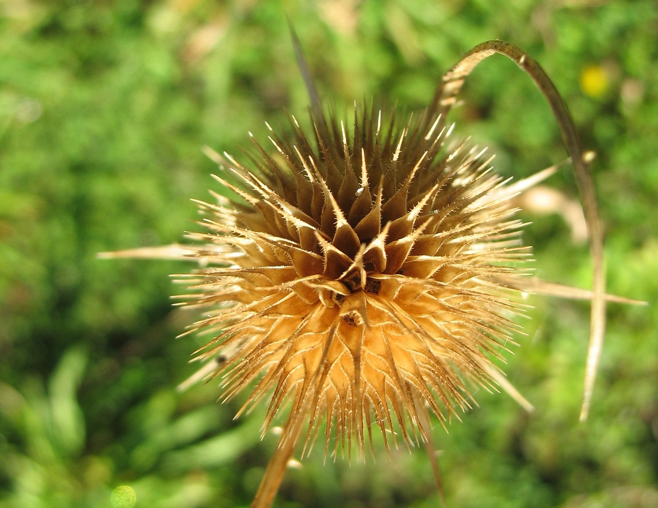 thistle prickly plant free photo