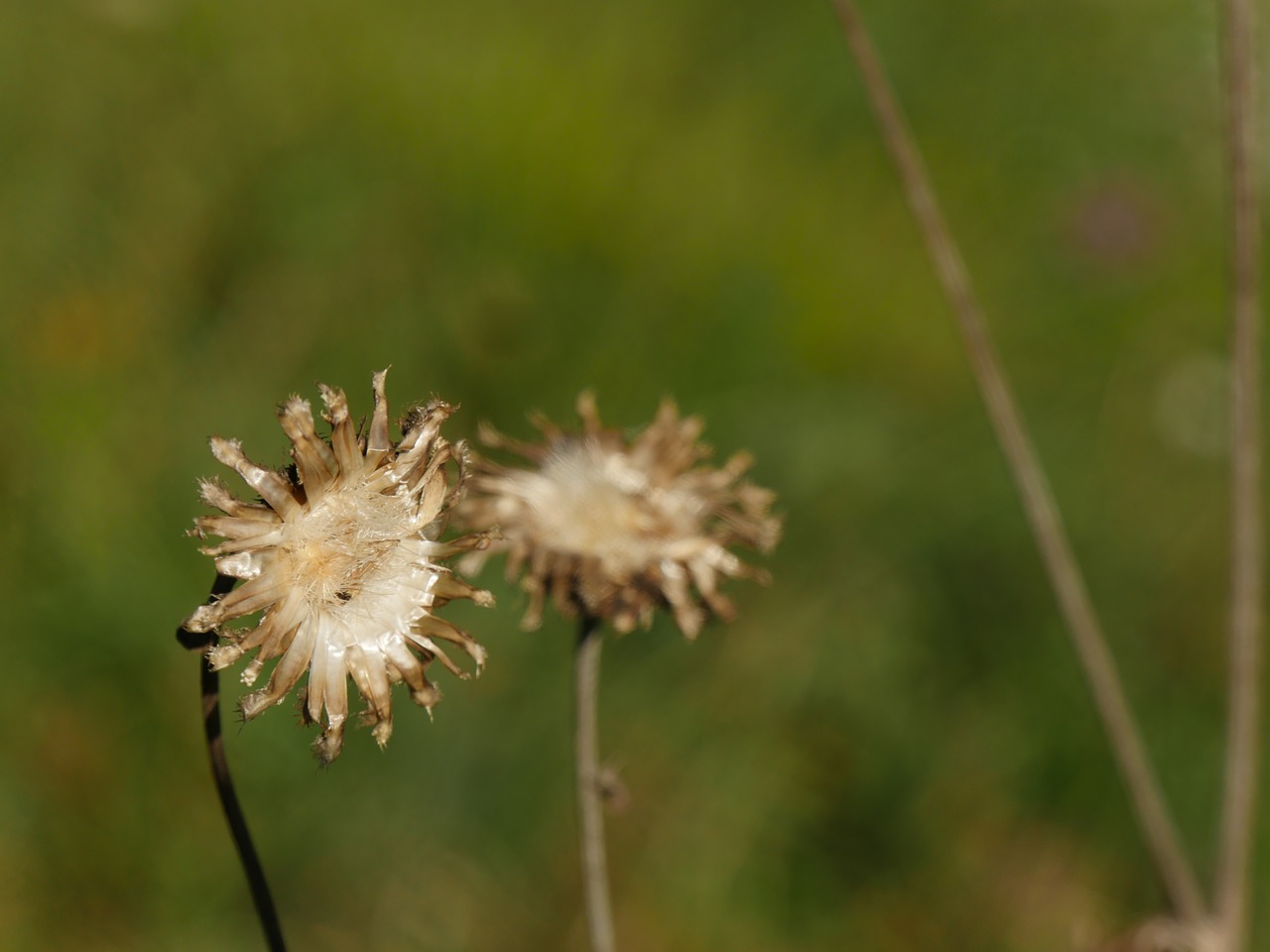 thistle flower plant free photo