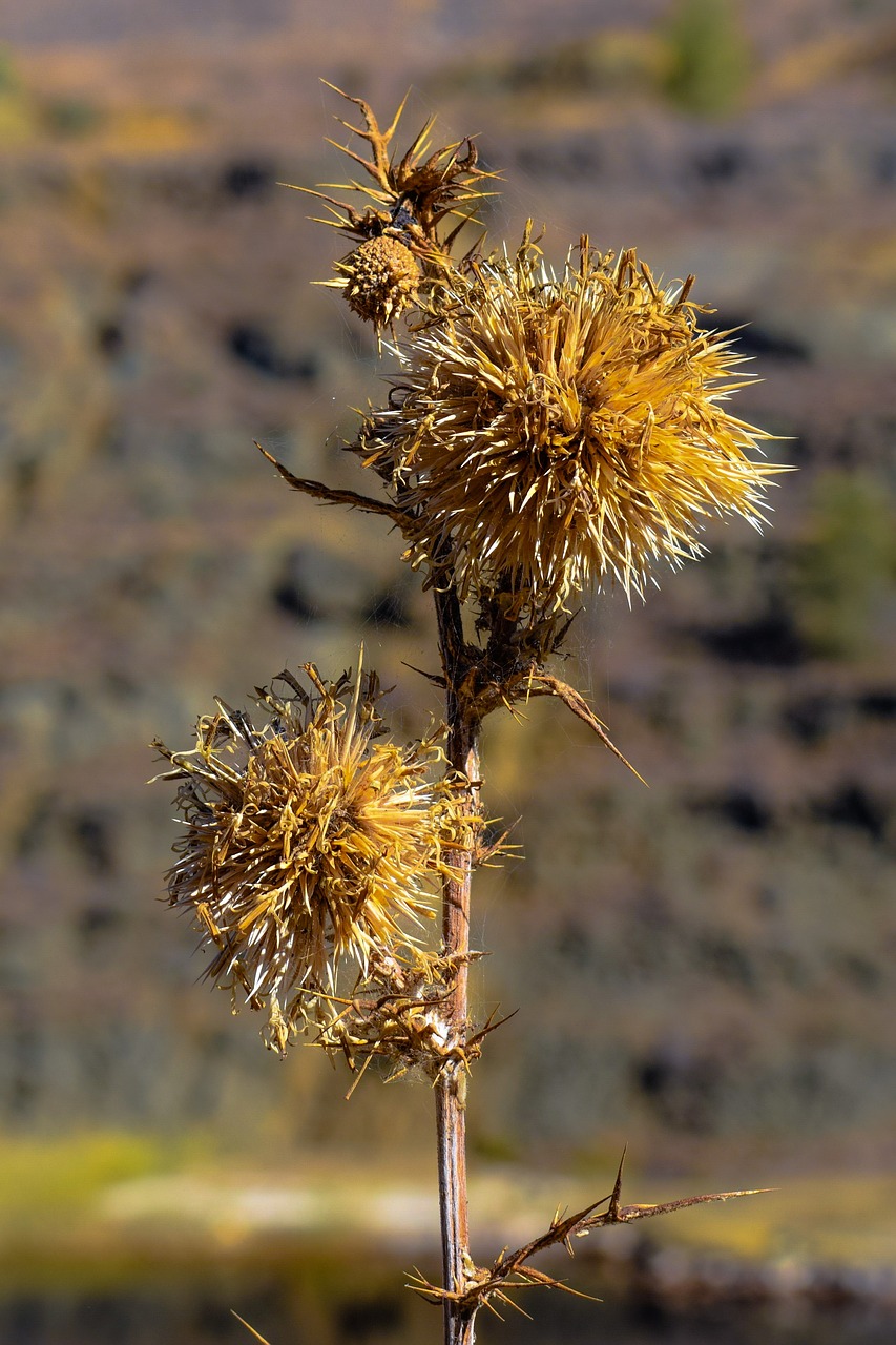 thistle dry plant free photo