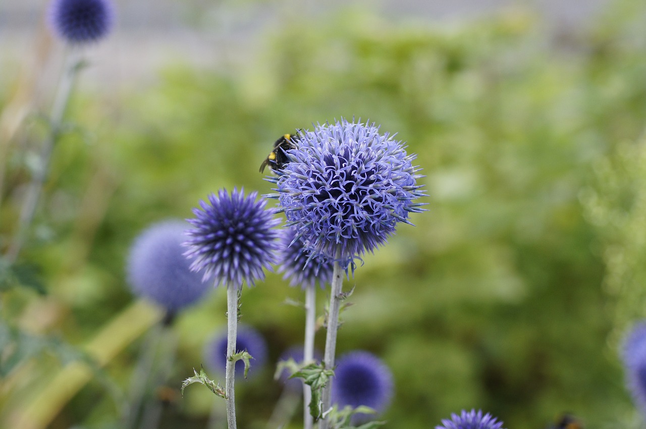 thistle flower meadow free photo