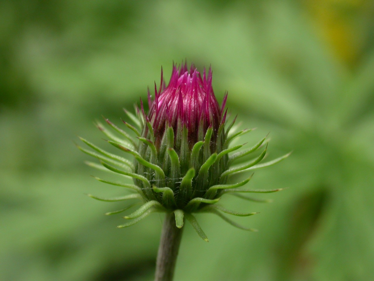 thistle thistle flower thistles free photo