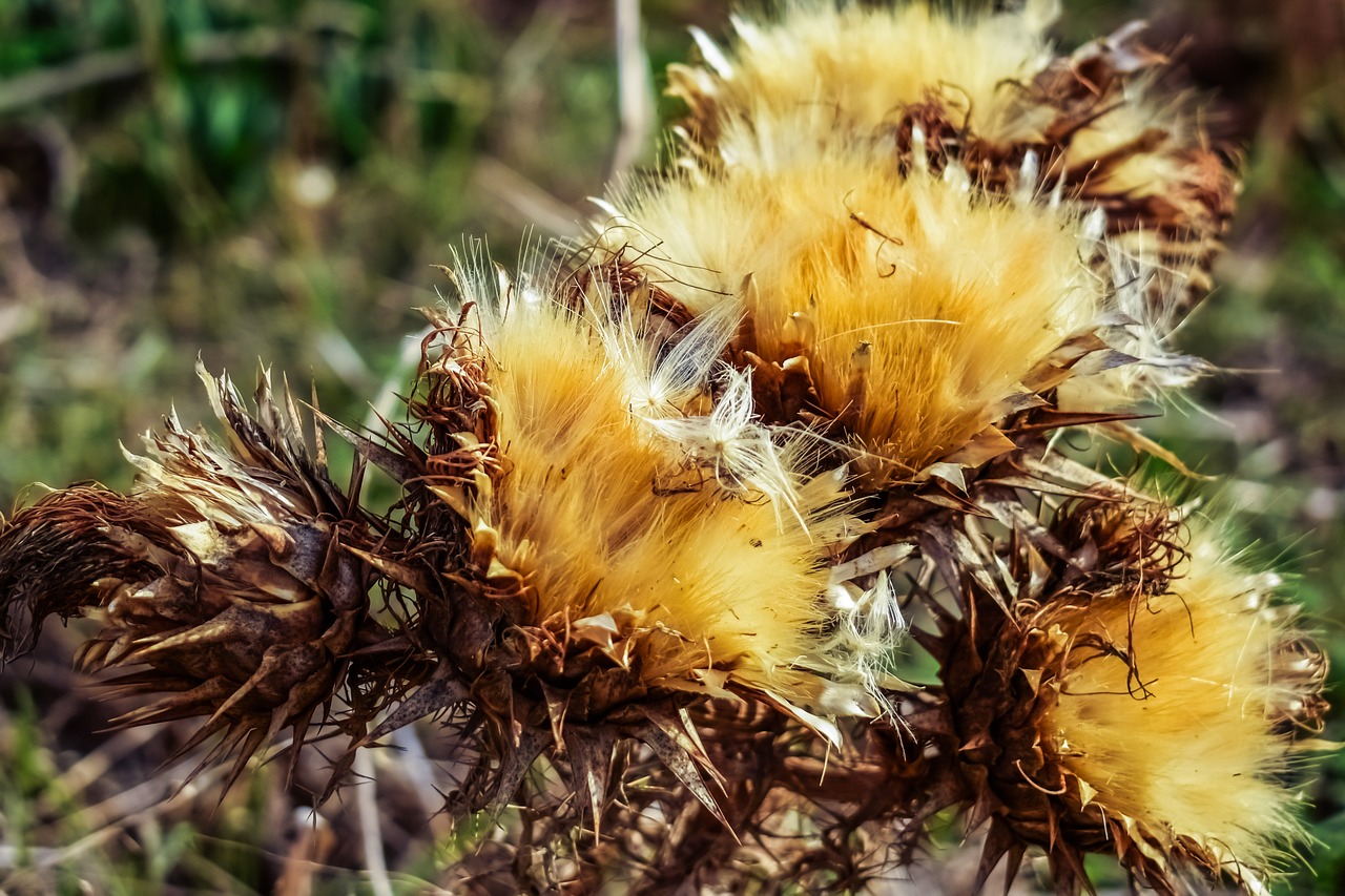 thistle plant flower free photo