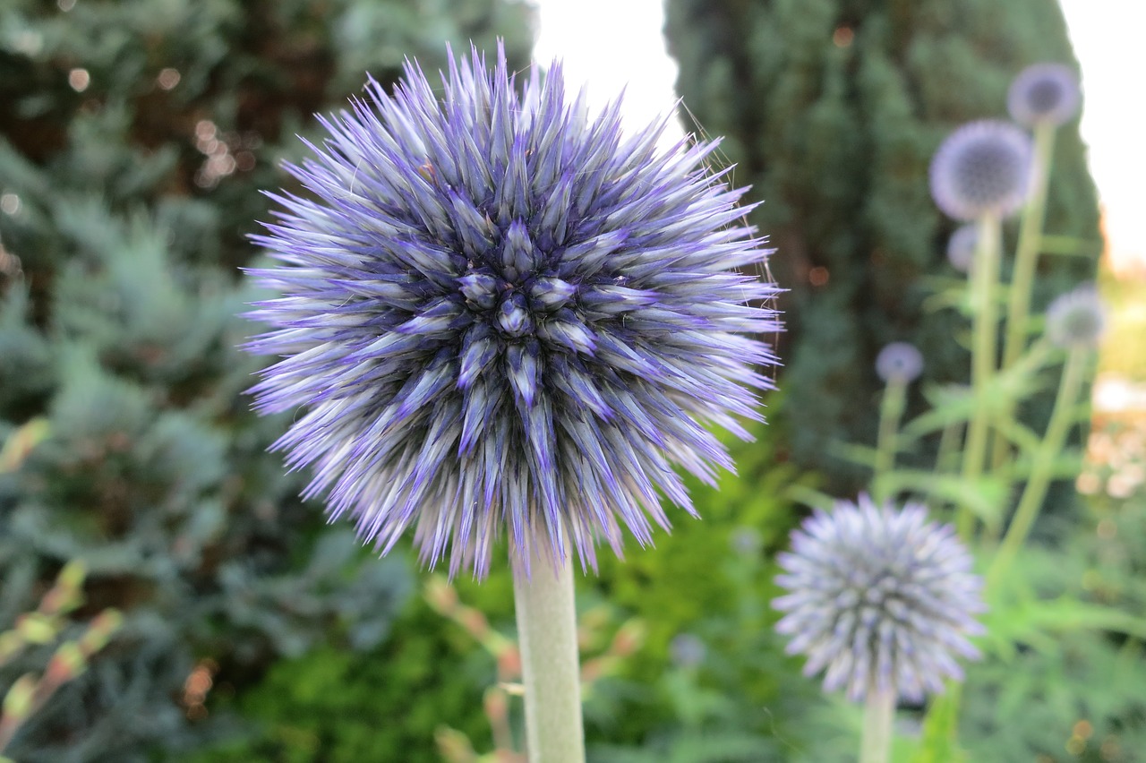 thistle blossom bloom free photo