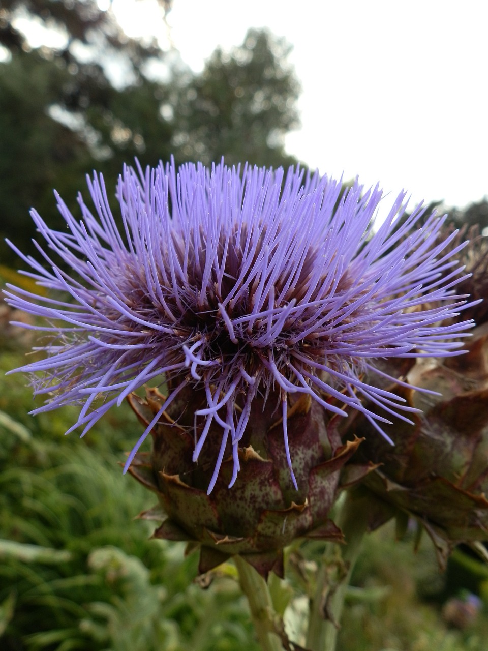 thistle scottish vivid free photo